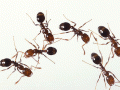 ants