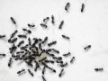 ants