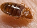 Bed_bug,_Cimex_lectularius