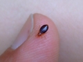 Bedbugs3