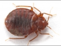 bed-bug-anatomy-closeup