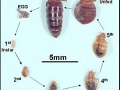 bedbug_cycle_240_250