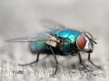 BLUE FLY