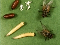 MUSCA