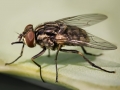 Musca_domestica