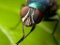 flies