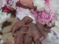 Baby Mice