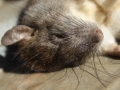 Sleeping Rat
